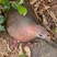 Lemon Dove